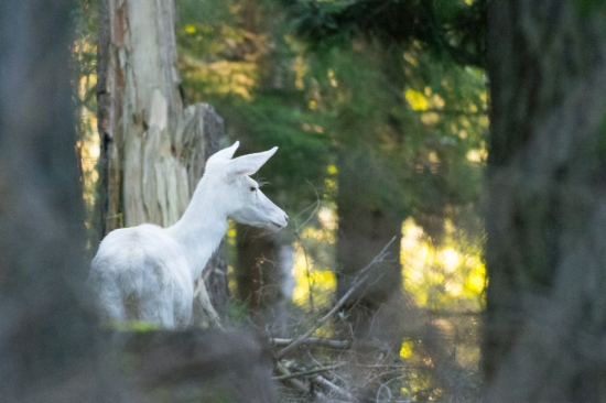 Nevěsta přišla v bílém