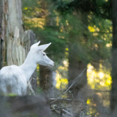 Nevěsta přišla v bílém
