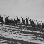 Královská družina na odchodu