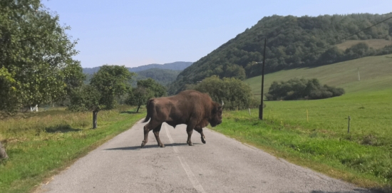 Prekážka v cestnej premávke