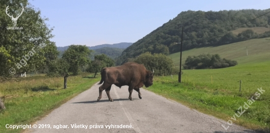 Prekážka v cestnej premávke