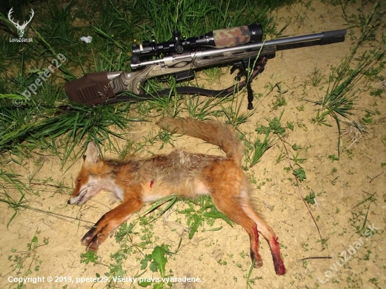 Cielený lov líšky hrdzavej na Monitoring. Splnený ???? Lovu Zdar