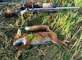 Z lovu lišky - čas malej pomsty