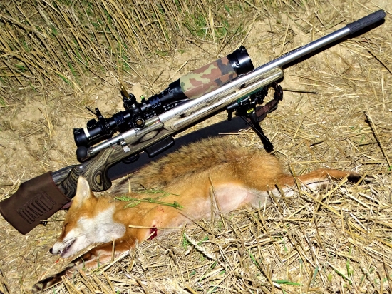 Fox One Red Down -Nova vabnička magnet na lišky.