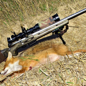Fox One Red Down -Nova vabnička magnet na lišky.