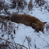 Neodolal myškovačke