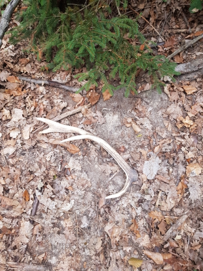 Jeden zabudnutý z jesene