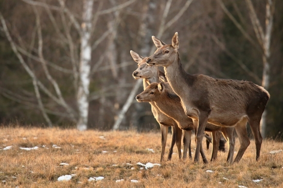 opatrnosť musí byť