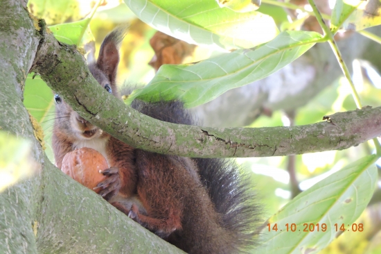 pomáhá nám s oříšky