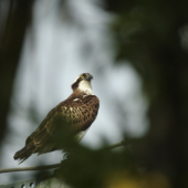 Orlovec říční Pandion haliaetus