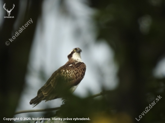 Orlovec říční Pandion haliaetus