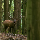 Išiel okolo a len tak si zaspieval...