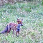...kedy už budú padať tie pečené holuby?! :-)