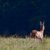...ty v ľavo, ja v pravo...:-)