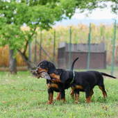 ...celkom ho rozobrali len ratička zostala...:-)!