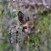 ...niekto ma sleduje...:-)