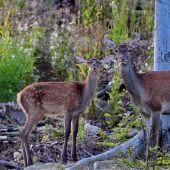 ...asi niečo tušili...:-)