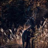 ...prachová aura...:-) !