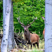 ...zlato poď na to...:-) !