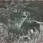 ...keď už je tá ruja tak si zakričím...:-) !