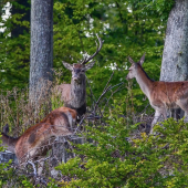 ...a vraj zhadzujú len na jar...:-) !