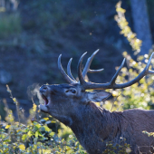 ...fajčiarisko tuhýýý...:-)