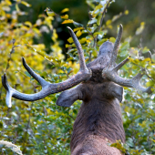 ...keď mu sedíš na chrbte...:-) !