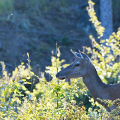 ...jelenia dáma...:-)