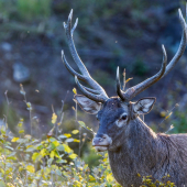 ...som fotogenický??...:-)