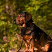 ...pán Kazan, pán PES!