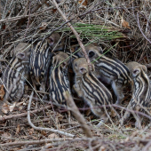 ...všade samé pásiky...:-)