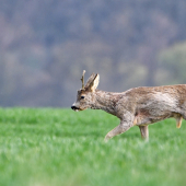 ...bájny jednorožec - existuje!!! :-)