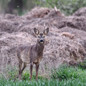...tu som šéfom ja!