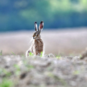 ...fúziská to ťahá za sebou...:-)