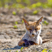 ...ležiaca ležérnosť...:-)