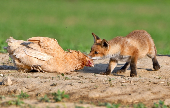 ...líška a sliepka to je taká klasika...alebo poooď moja, poooď...:-)