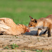 ...líška a sliepka to je taká klasika...alebo poooď moja, poooď...:-)