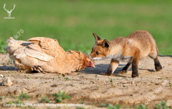 ...líška a sliepka to je taká klasika...alebo poooď moja, poooď...:-)
