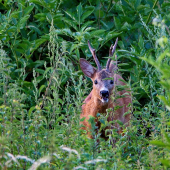 ...9 z 10 srncov odporúčajú žihľavu...:-)