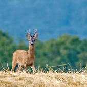 ...mladý pánko...:-)