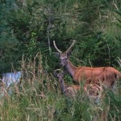 ...s bráchom na paši...:-)