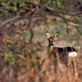 ...malé, zvedavé...:-)