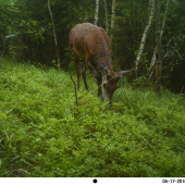 jedna z maja - na jeleňom chodničku