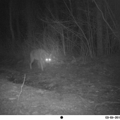 na vlčom chodníčku