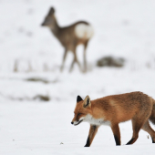 križovatka uprostred poľa