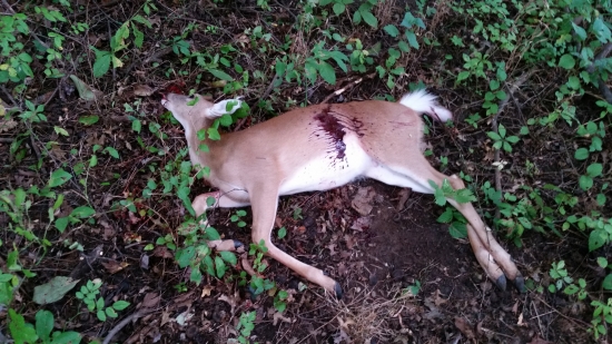 pasrnec bielochvostý lov kusov