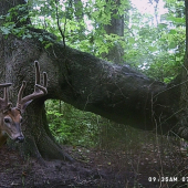 pasrnec bielochvostý