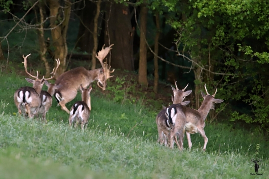 Keď dozrievali lopaty