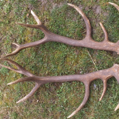 Dalši maďarský