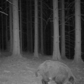 Zranenie zadnej nohy?